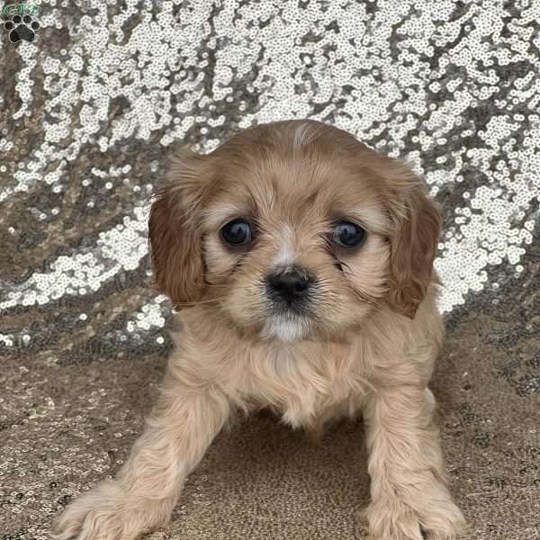 Haven, Cavapoo Puppy